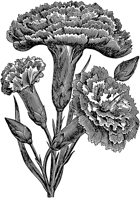 carnation-flower-line-art-plant-7297619