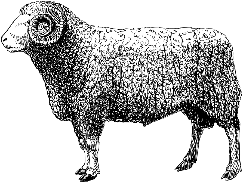 ram-sheep-animal-livestock-8043687