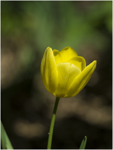 tulip-yellow-spring-flower-garden-5150079