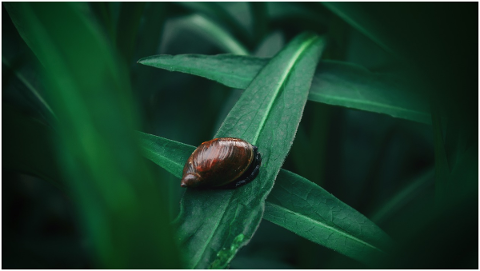 snail-macro-nature-snails-green-5213451