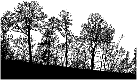 forest-trees-silhouette-branches-5171184