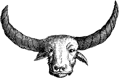 bull-animal-line-art-head-horns-7384691