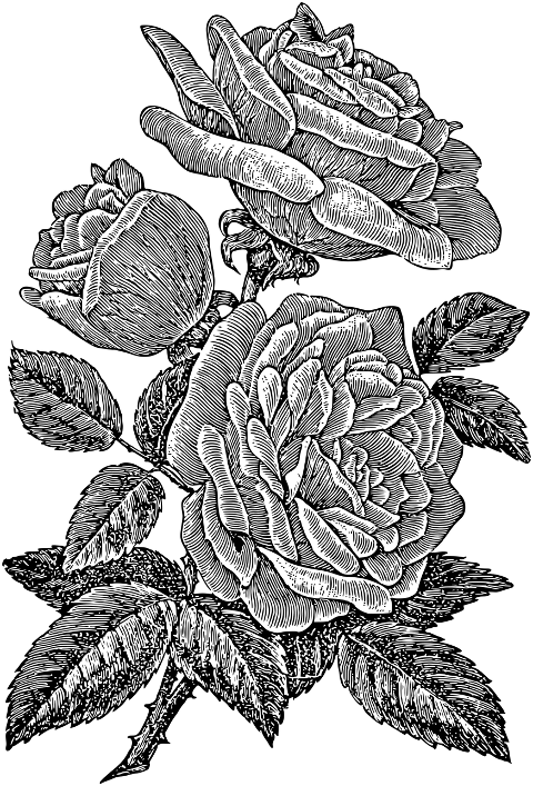 rose-flower-line-art-plant-7297614