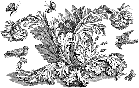 acanthus-plant-animals-birds-7933633