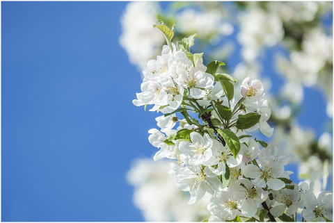 flowers-apple-tree-branch-leaves-6206986