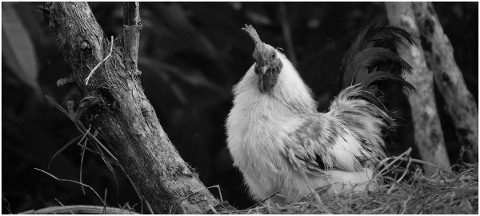 nature-ave-hen-cock-colombia-4779297