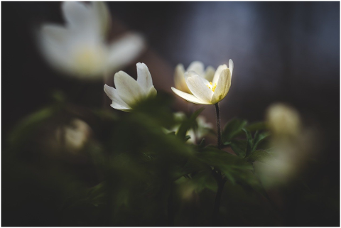 wood-anemone-white-dark-anemone-5171032