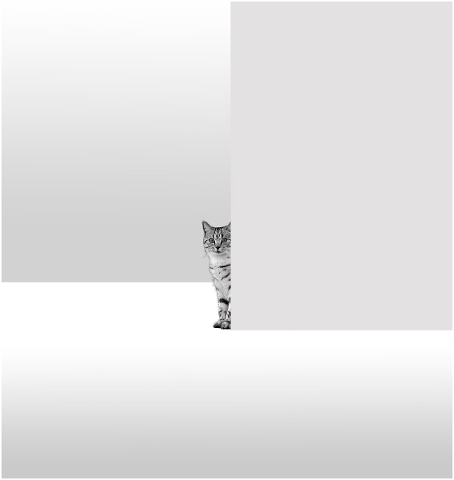 cat-wall-corner-pet-animal-5715706