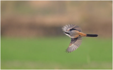 long-tailed-shrike-shrike-bird-4903534