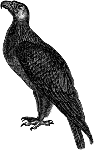 eagle-bird-line-art-animal-wings-5178776