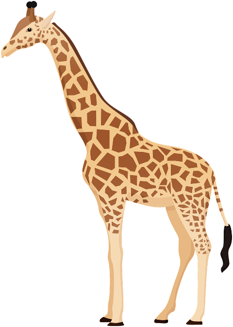 giraffe-animal-nature-wild-8204924