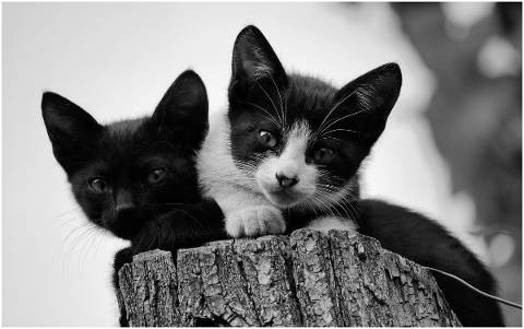 kitten-cats-chicken-small-together-4693884