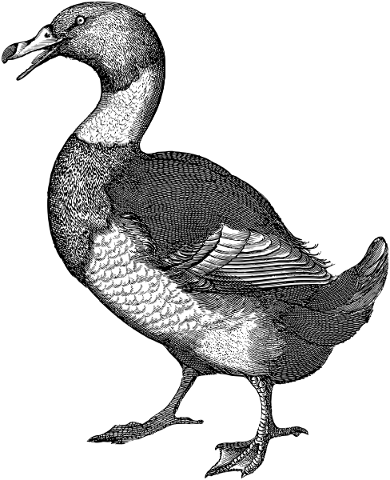 duck-bird-animal-line-art-vintage-4804083