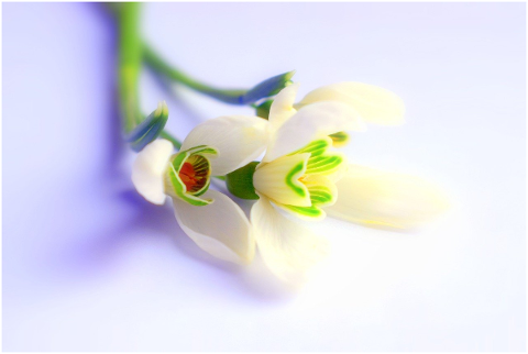 sneC5BEienky-white-spring-bellflower-5107456