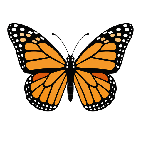 butterfly-orange-black-wings-10358351