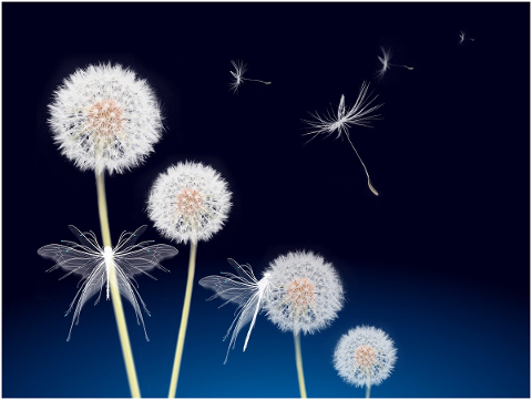 dandelion-petals-seeds-butterflies-5483118