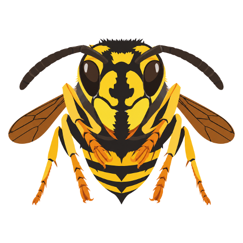 wasp-insect-macro-yellow-black-10355010