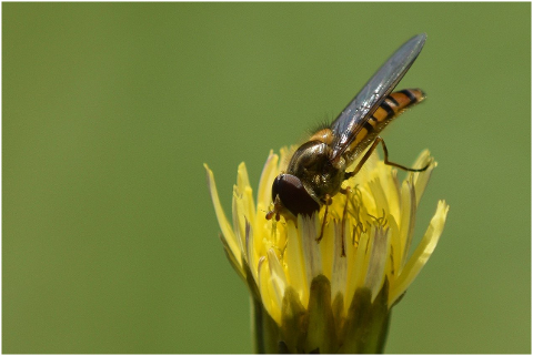 flower-bee-pollinate-pollination-6222581