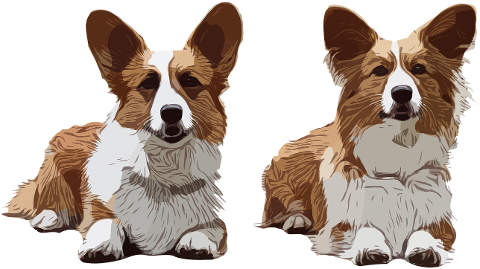 corgi-welsh-corgi-dogs-puppies-7177111