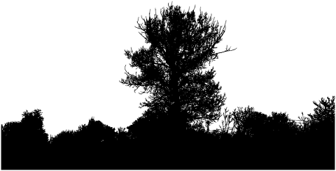 silhouette-nature-trees-wood-5484923