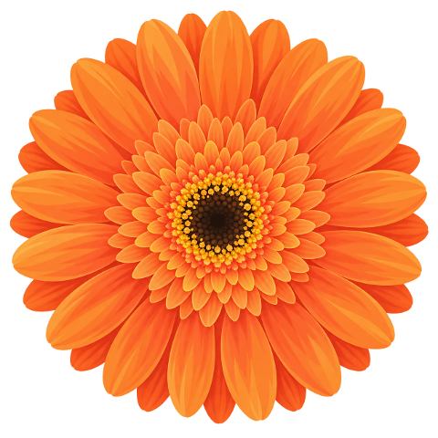 orange-gerbera-gerbera-flower-10487296