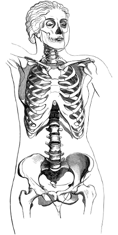 body-woman-anatomy-skeleton-female-5786158