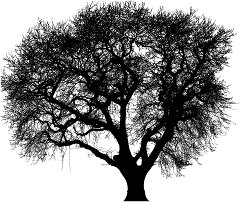 tree-branches-silhouette-trunk-6088483