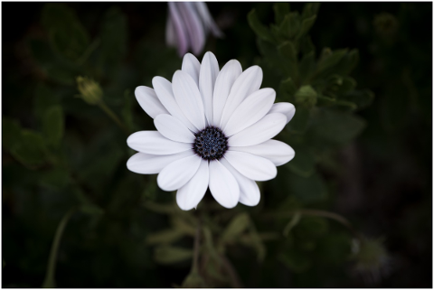 flower-blossom-bloom-white-garden-4634771