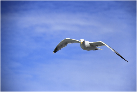 birds-flying-sky-wing-seagull-4328488