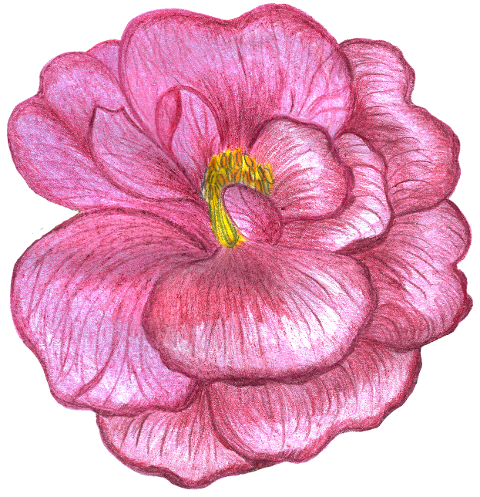 rose-flower-watercolor-8485995