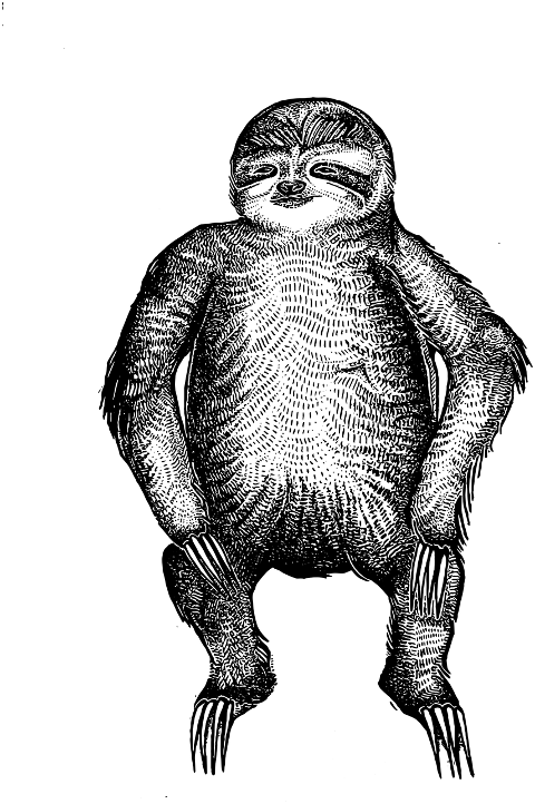 sloth-sloth-drawing-animal-drawing-6789840