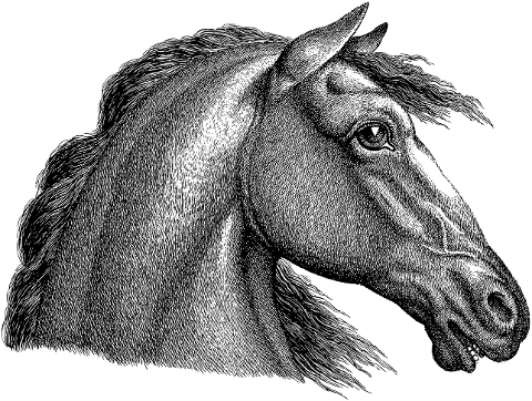 horse-face-head-line-art-animal-7249585