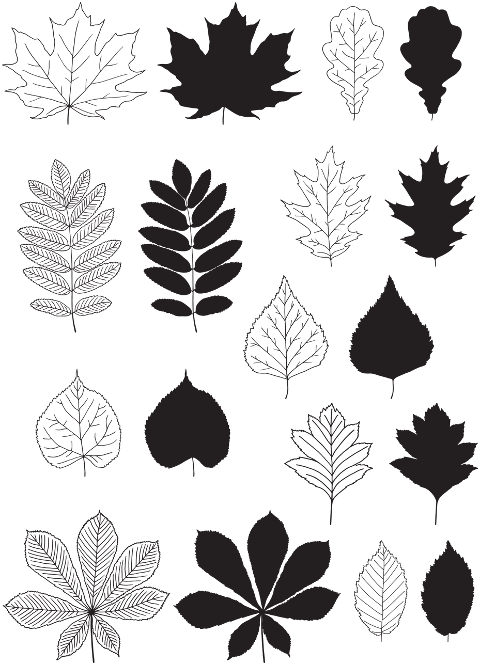 leaves-autumn-line-art-fall-7037840