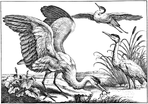 herons-birds-landscape-animals-7330308