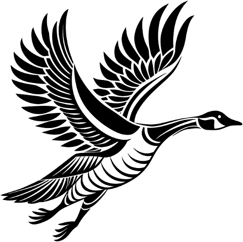 goose-bird-animal-ornithology-8799273