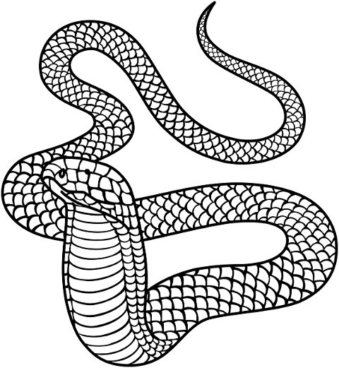 king-cobra-snake-animal-reptile-6884214