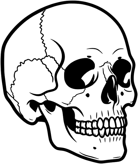 skull-human-skull-anatomy-skeleton-10013875