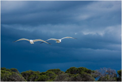seagulls-thunderstorm-stormy-clouds-6309501