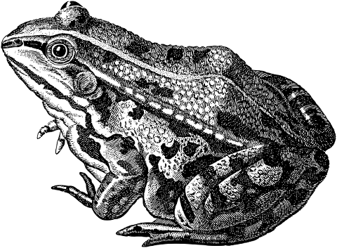 toad-frog-animal-amphibian-7148340