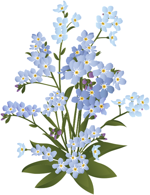 forget-me-not-flowers-plant-spring-6009034