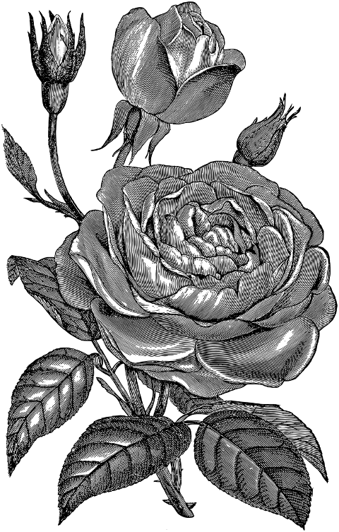 rose-flower-line-art-plant-7297606