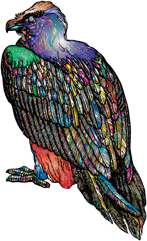 vulture-bird-feathers-animal-6863911