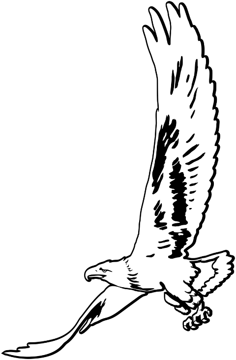 eagle-bird-animal-decorative-7872316