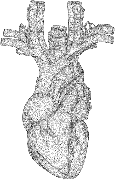 heart-organ-biology-muscle-anatomy-6274803