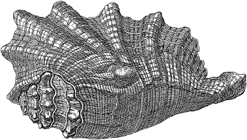 sea-shell-shell-line-art-mollusk-7344775