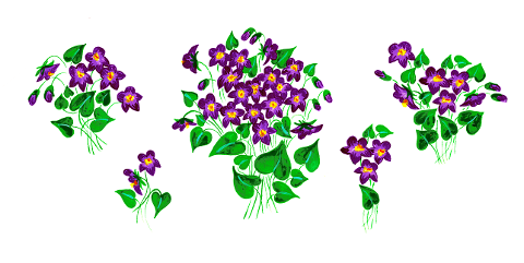 violet-violets-purple-flower-6185991