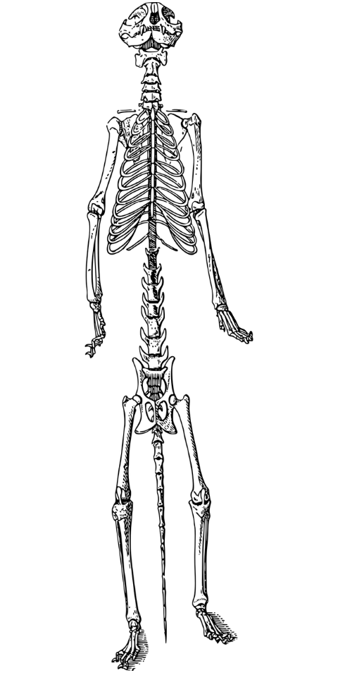 cat-feline-skeleton-bones-animal-7485675