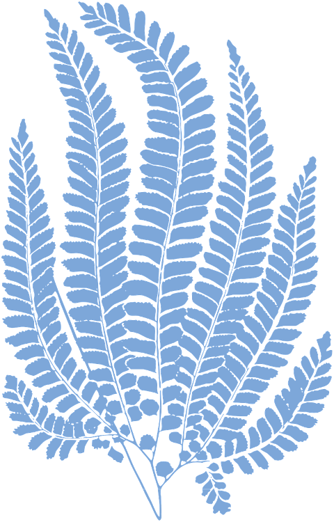 fern-leaves-botany-plant-flora-6608334