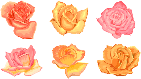 flower-rose-leaves-frames-spring-6189971