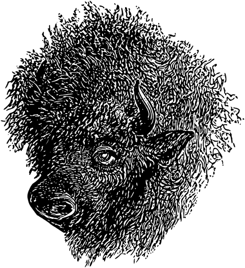 bison-animal-buffalo-head-vintage-7756147